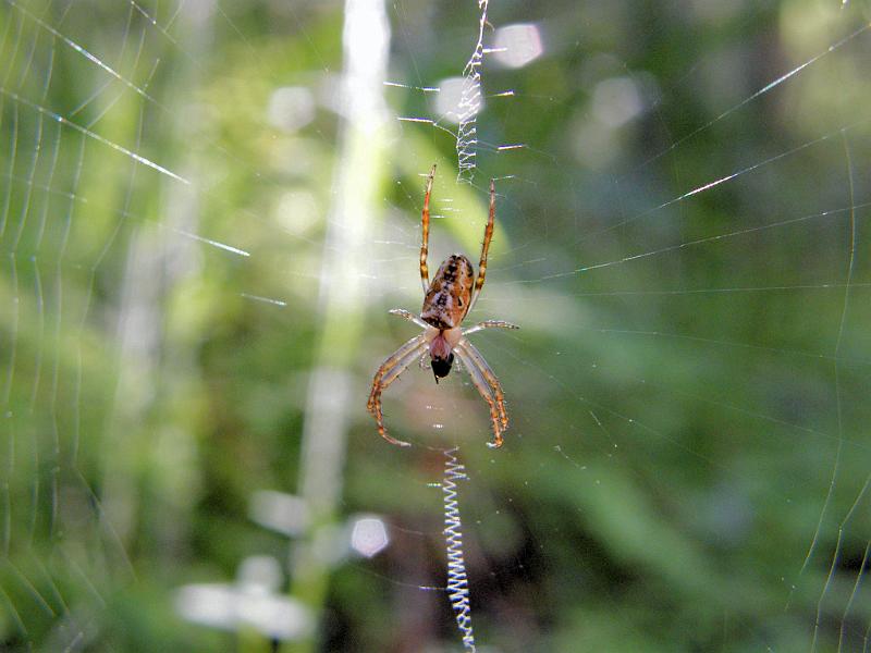 Araneus_cyphoxis_D5991_Z_87_Warren National Park_Australie.jpg